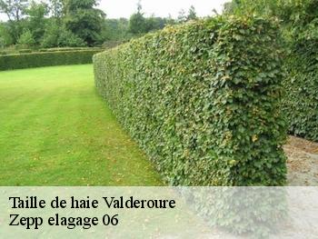 Taille de haie  valderoure-06750 Zepp elagage 06